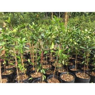Cây giống Cherry Nhiệt đới 001