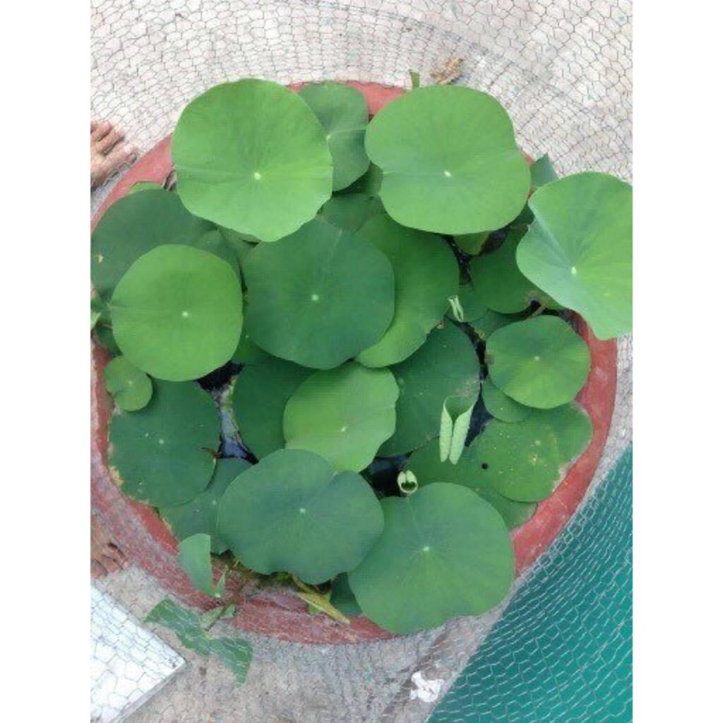 Bộ 2 gói Hạt giống hoa sen Nhật