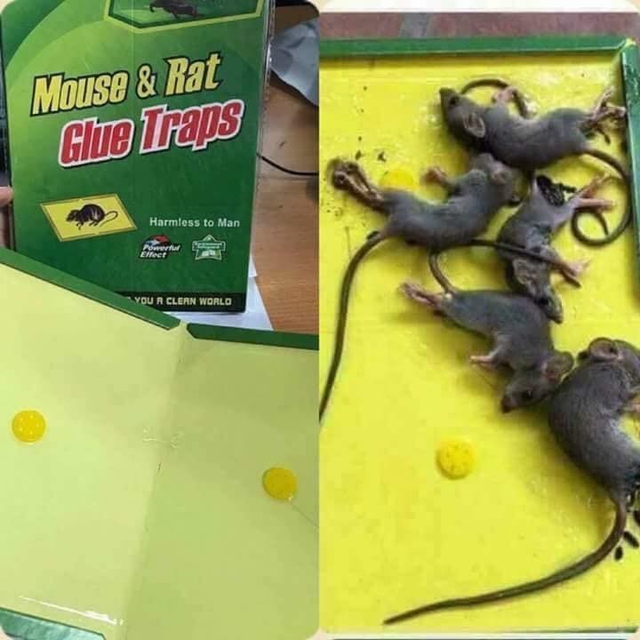 Keo dính bẫy chuột siêu dính Mouse traps xanh trắng