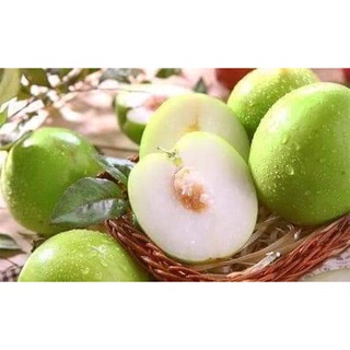 Giống Cây Táo Đại thái lan ( cây ghép siêu trái )