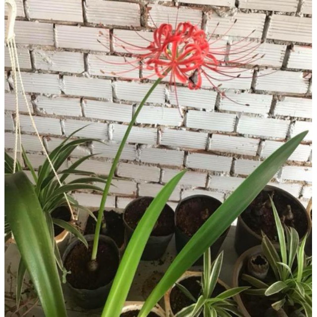 CỦ HOA BỈ NGẠN MÀU ĐỎ  CỦ TO NHƯ HÌNH