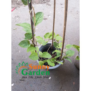 Cây Mơ Lông (Mơ Tam Thể Lá Màu Tím) - Cây Dược Liệu