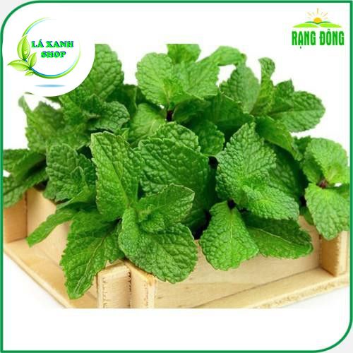 Hạt giống Húng Lủi ( Bạc Hà Âu ) Trồng Quanh Năm, Cây Cho Thu Hoạch Nhiều Lần (gói 0,2 gram) - Hạt Giống Rạng Đông