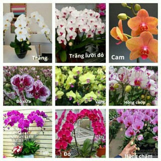 Hồ điệp giống đủ màu
