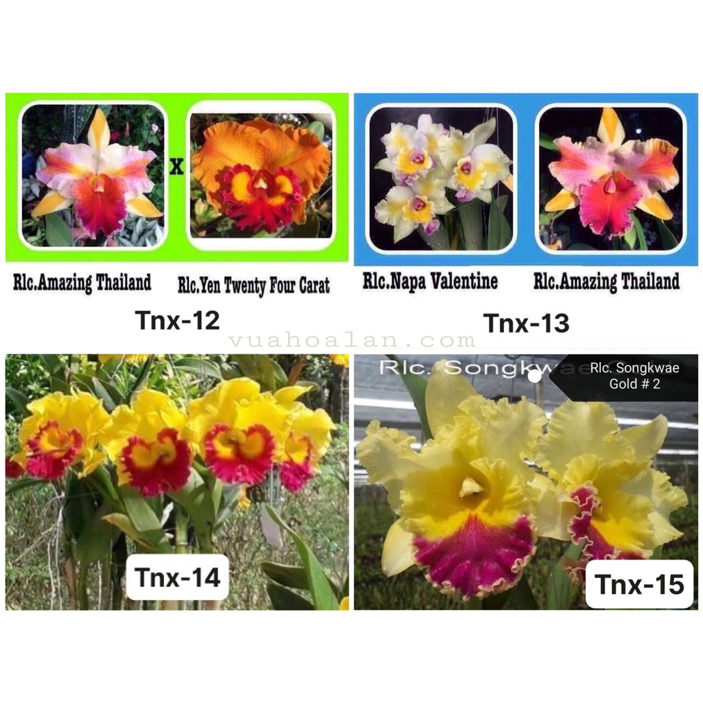 Cattleya Nhiều Màu Hoa Đại Chuẩn Mặt Hoa