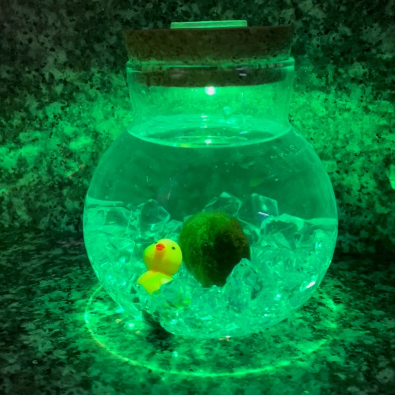 Lọ thủy tinh nắp gỗ có led/marimo-trang trí bàn học-bàn làm việc