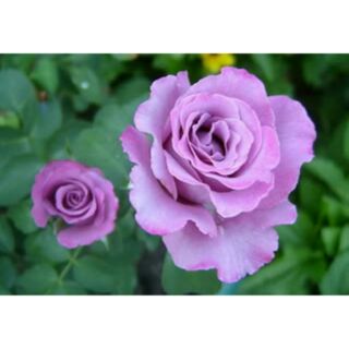 Hạt giống hoa hồng tím (tặng kích mầm)