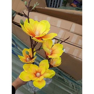 Mộc Lan Cao Su (5 Bông To HÀNG CAO CẤP Loại 1)