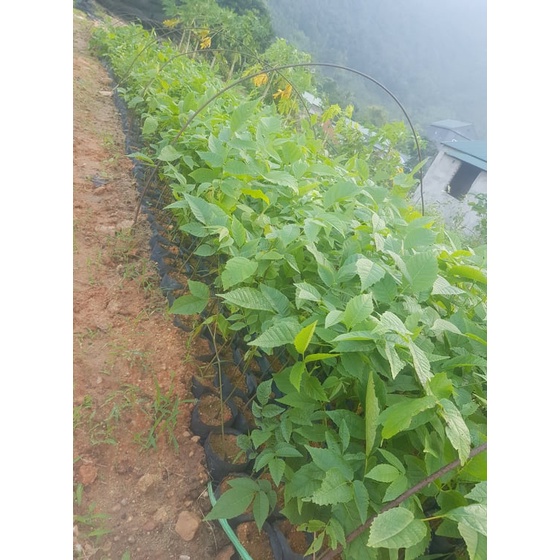Cây Giống óc chó