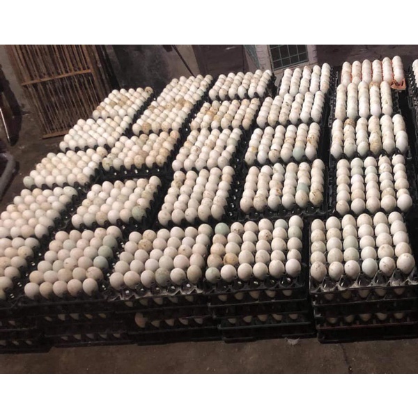 [Vựa Phan Hoàng,Q.6] Trứng Vịt Tươi - 10 trứng[Đóng Vỉ Sẵn] | BigBuy360 - bigbuy360.vn