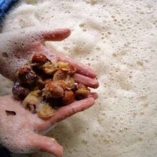 Quả bồ hòn/ bột bồ hòn