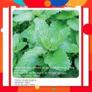 HẠT GIỐNG HÚNG CHANH GÓI 0,1G