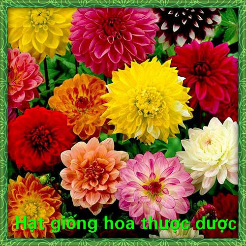 Hạt Giống Hoa Thược Dược