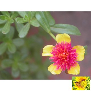 100 hạt hoa 10h sam (hoa sam)