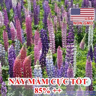 5gr 200.hạt hạt giống hoa đậu lupin mix màu