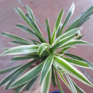 [Ảnh thật từ ảnh 2 ] Cỏ lan chi cây nhỡ
