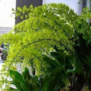 Hoa phong lan vũ nữ hoàng hậu xanh