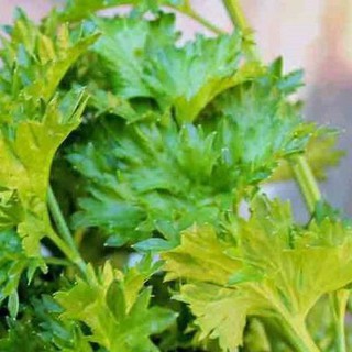 5Gr Hạt Giống Cần Tây Cao Sản