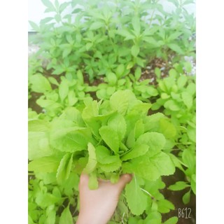Hạt giống Cải bẹ xanh mỡ ăn non