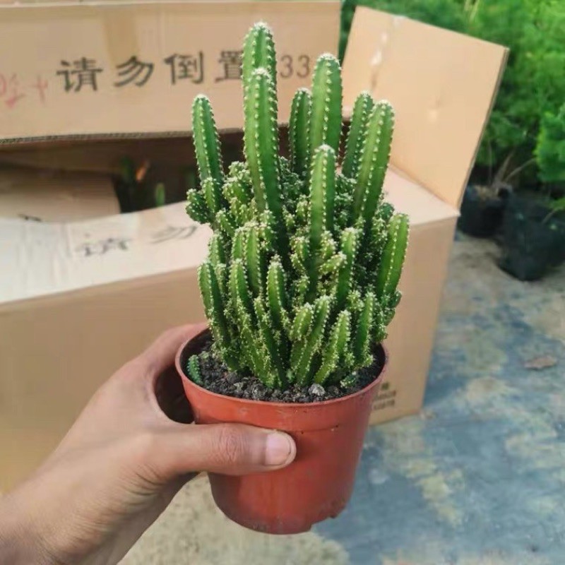 XƯƠNG RỒNG THANH SƠN LỚN 14-17CM