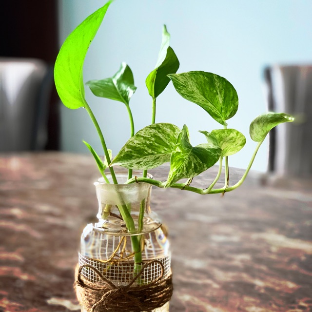 TRẦU BÀ THUỶ SINH