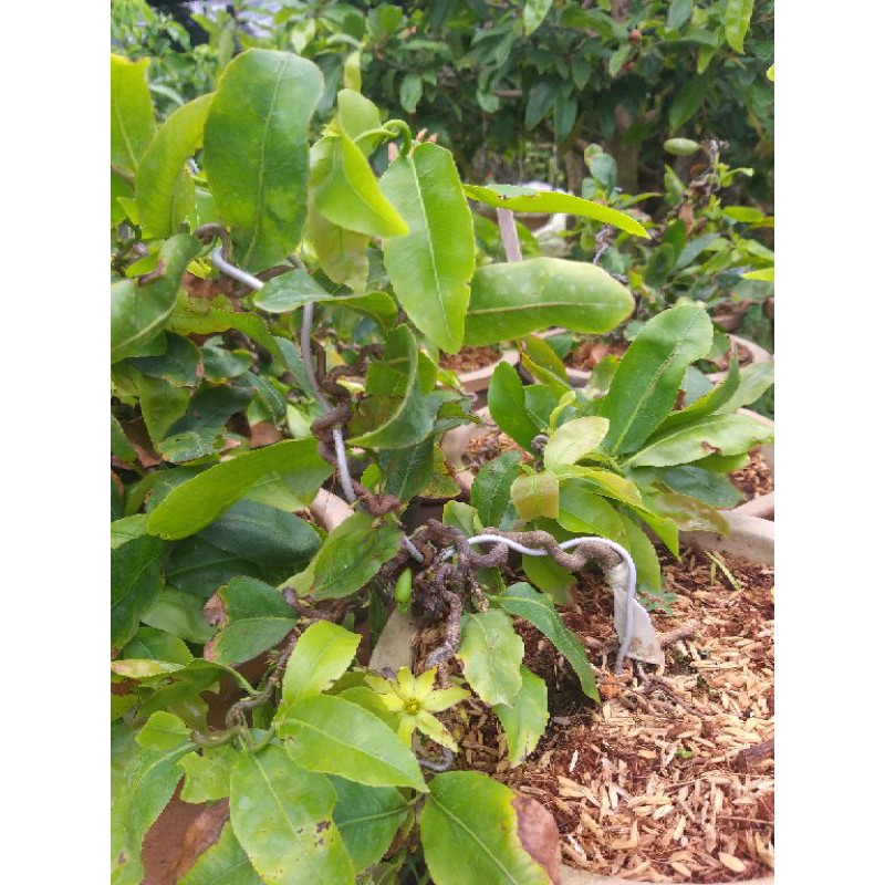 Mai quắn  mini để bàn