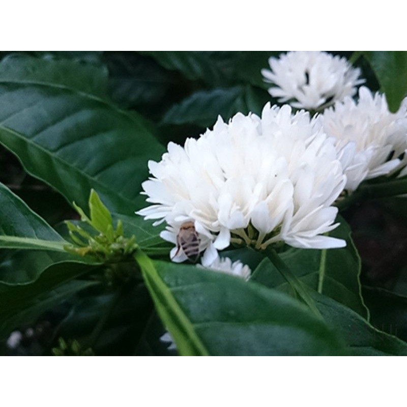 Mật ong Hoa Cà Phê - Mật ong tự nhiên 100% | BigBuy360 - bigbuy360.vn