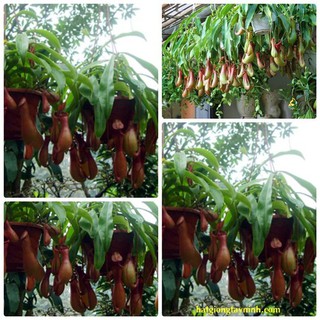 Hạt giống Cây nắp ấm