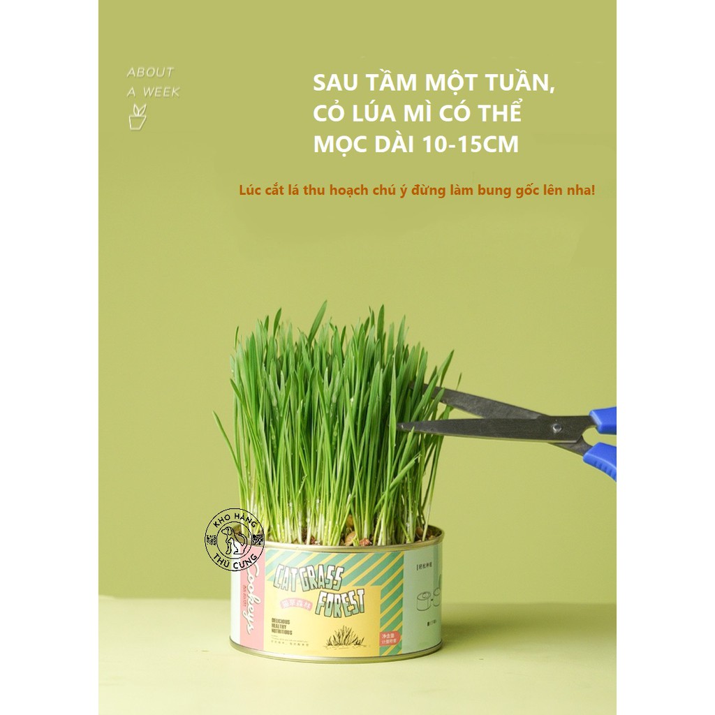 CỎ LÚA MÌ tự trồng tại nhà dễ dàng- BỔ SUNG DINH DƯỠNG chất xơ CHO MÈO