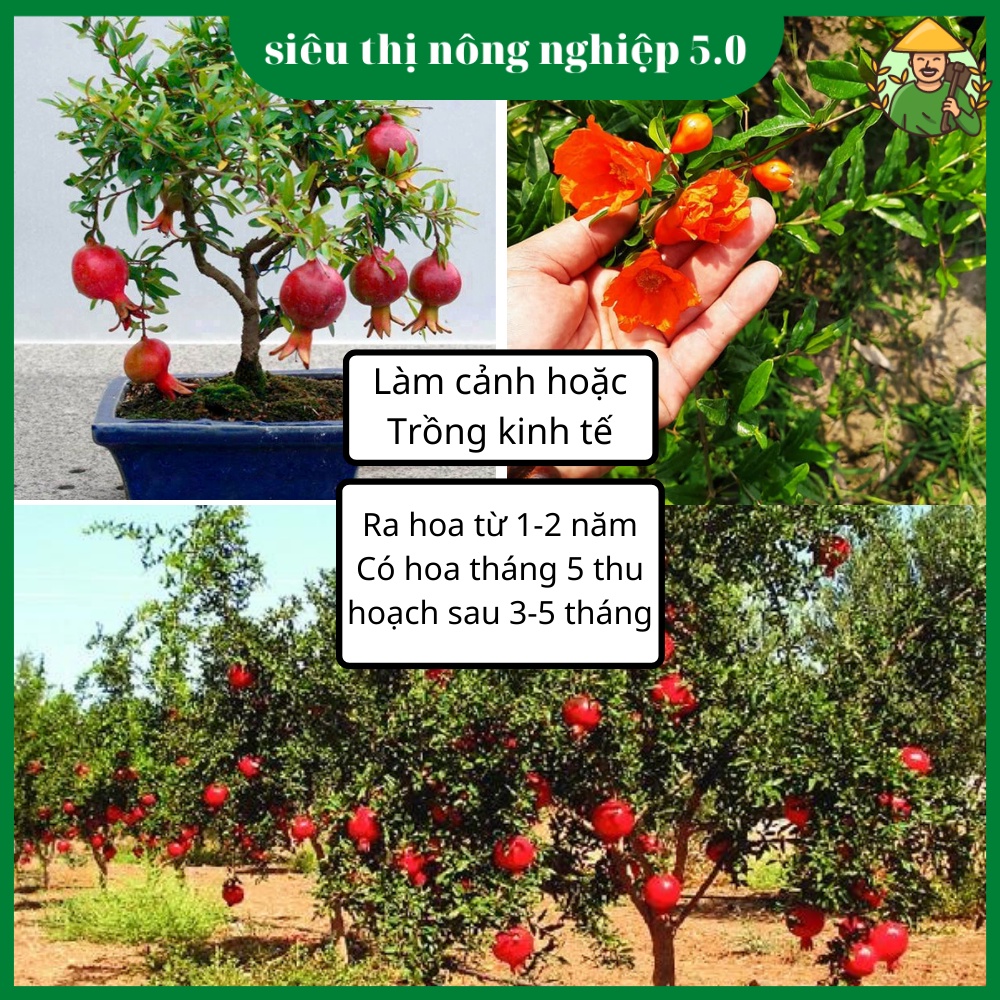 Cây Giống Lựu Đỏ Ấn Độ Nhập Khẩu, giống lựu đỏ tại đại học Nông Nghiệp, cây lựu đỏ nhập khẩu cao 60cm - 80cm