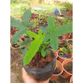 Cây sâm bố chính