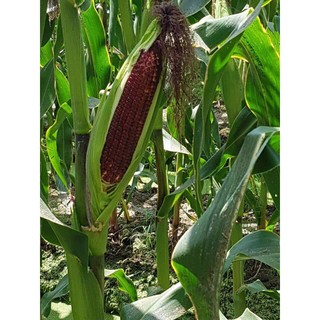 HẠT BẮP NẾP TÍM NGỌT THẢO DƯỢC F1 RỒNG ĐỎ - GÓI 10GRAM