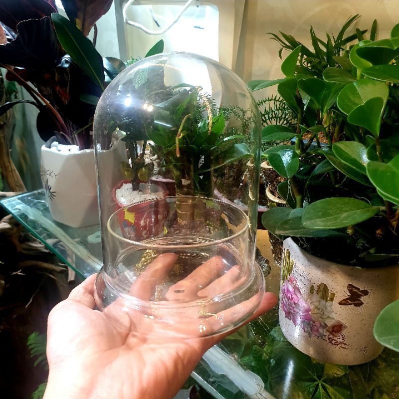 Bình terarium, bình thủy tinh trồng cây trồng cây trong nhà