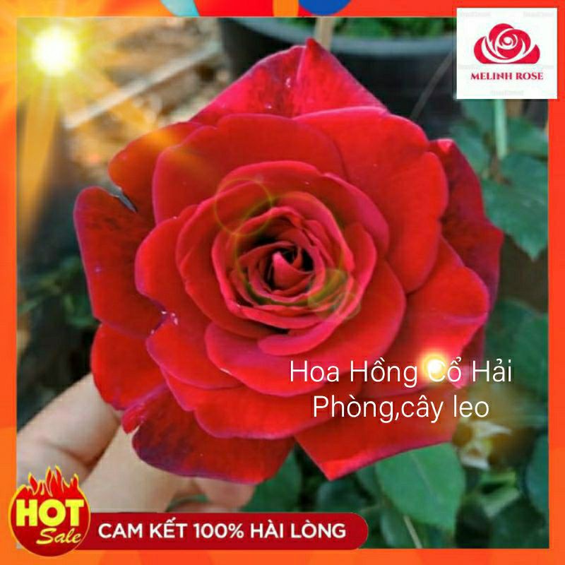 Hoa Hồng Leo Cổ Hải Phòng Sắc Đỏ Nhung Quyến Rũ- Vườn Hoa Melinhrose