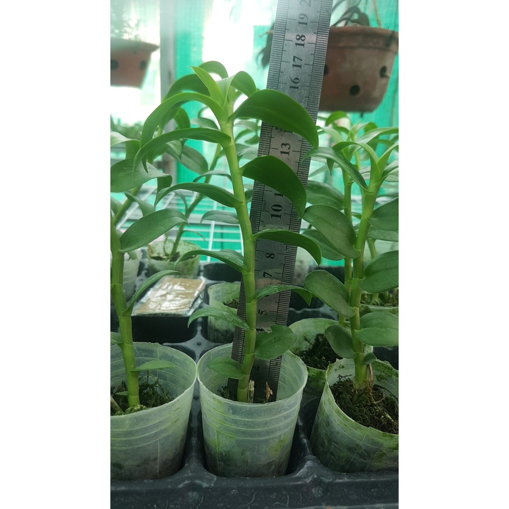 [FREESHIP TỪ 50K] Hoa lan Giả hạc (Phi điệp) 5 cánh trắng