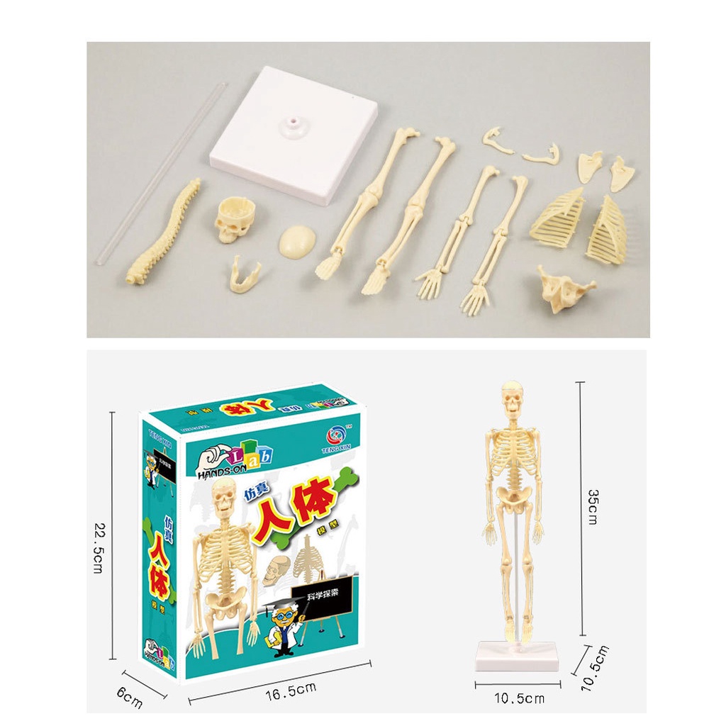 Bộ Đồ Chơi Mô Hình Xương Người 3D Lắp Ráp DIY Dành Cho Trẻ Em