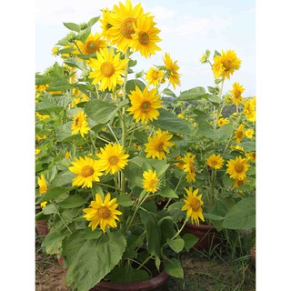 Hạt giống hoa hướng dương cao vàng nhiều hoa ( gói 30 hạt)