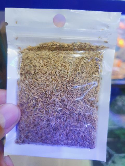 COMBO BỘ 2 HẠT GIỐNG THỦY SINH NGƯU MAO CHIÊU LÙN CAO 10G