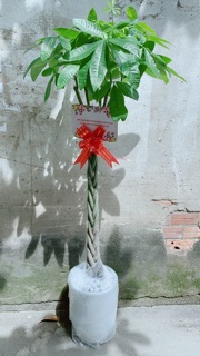 Chậu Cây Kim Ngân Thắt Bính Cao
