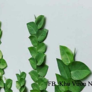Cây 🌲 Cắt Kè Thái... siêu đẹp