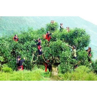 Chè shan tuyết hà giang loại hảo hạng 200 g !!!