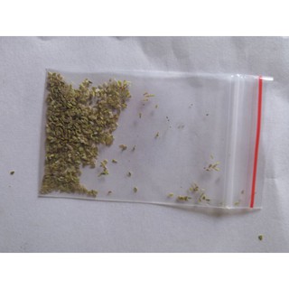 100 Hạt giống hoa cúc anh