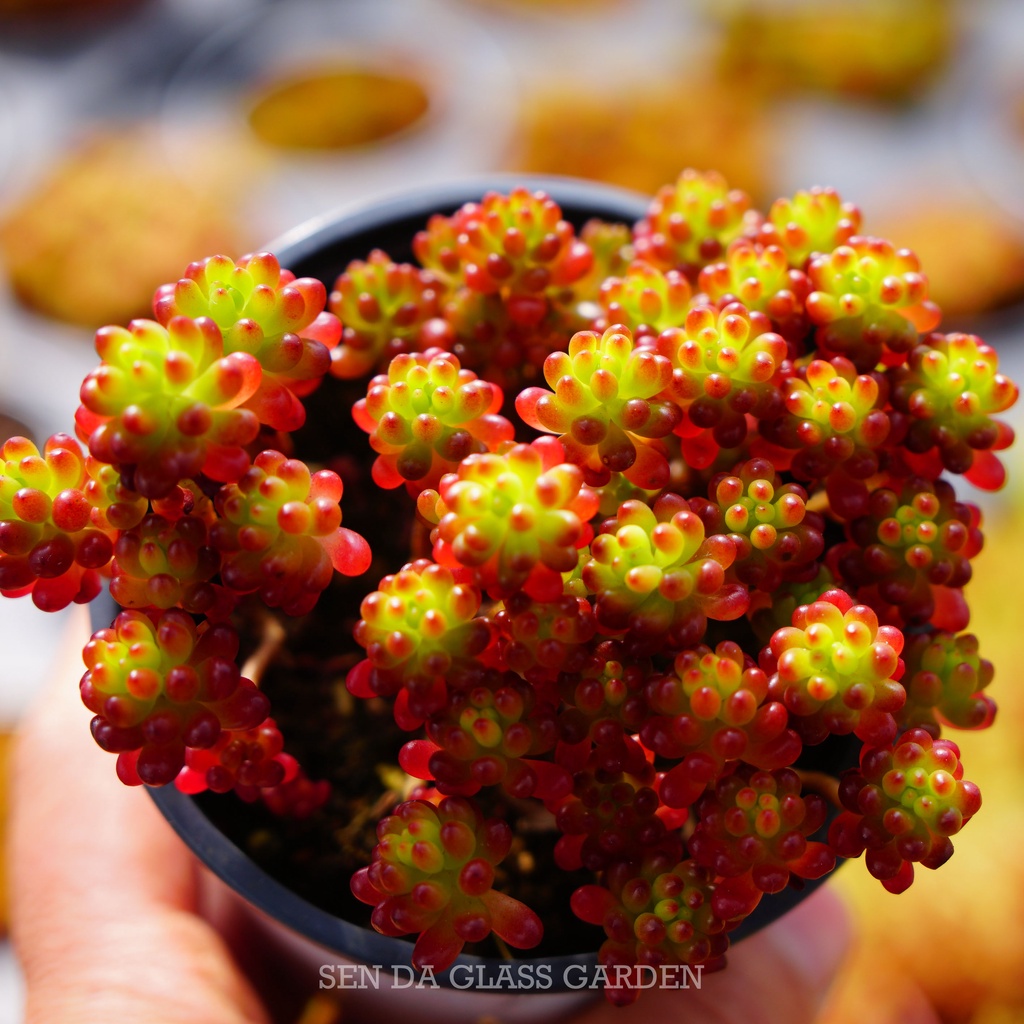 Sen Đá SEDUM MINIMI chậu 7cm GLASS GARDEN , siêu đẹp, màu giống hình, Hàng Thuần Khí hậu Đà lạt, Lỗi 1 đổi 1