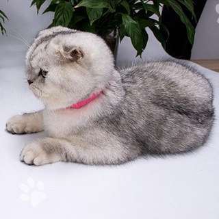 Vòng cổ chống bọ chét cho thú cưng
