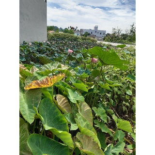 sen quan âm nghìn cánh