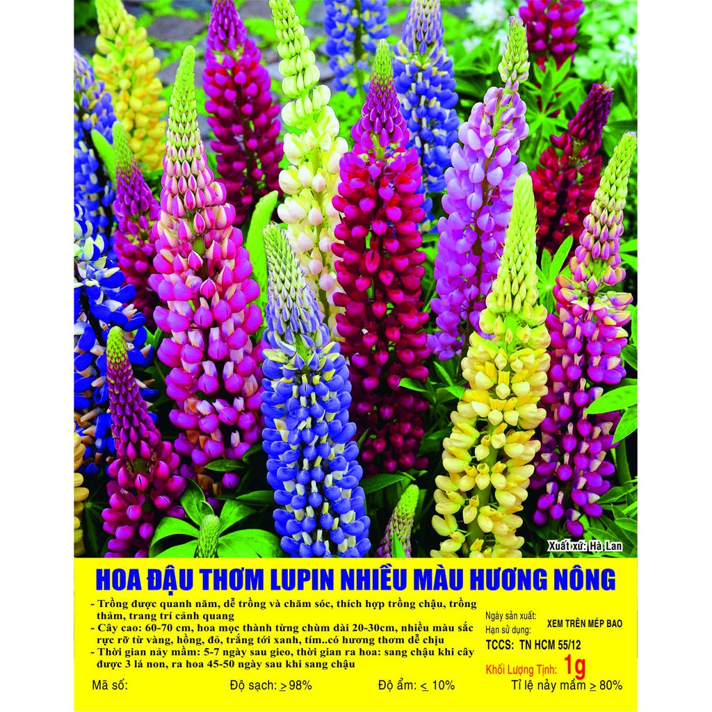 Hạt giống Hoa Đậu thơm LUPIN nhiều màu - Gói 1 gram