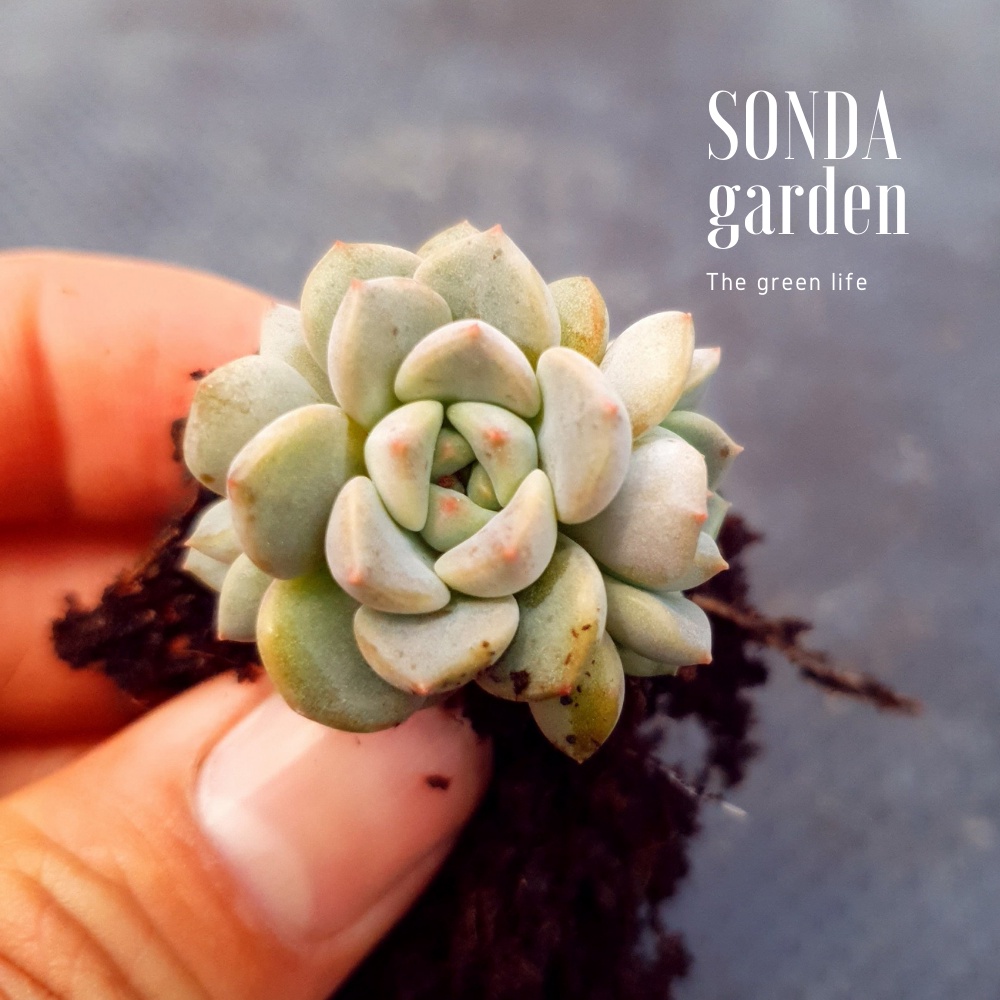 Mầm sen đá diệp hà SONDA GARDEN, xuất xứ Đà Lạt, khoẻ đẹp, lỗi 1 đổi 1