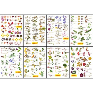 Sticker washi A4 [ HOA + HẠT GIỐNG] dạng lì trang trí bullet journal siêu đẹp MẪU 3 (106024-106031)