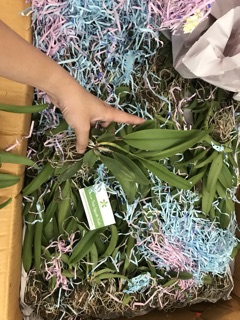 Cattleya Con Bụi Lớn Màu Đẹp