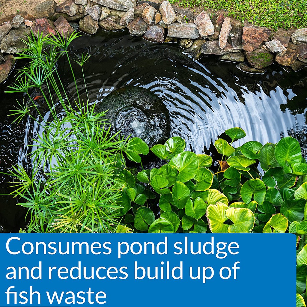 Làm sạch ao cá ngoài trời, trong nhà API-Pond-Zyme làm sạch nước ao cá phân hủy chất thải và rêu tảo gây ra nước đục